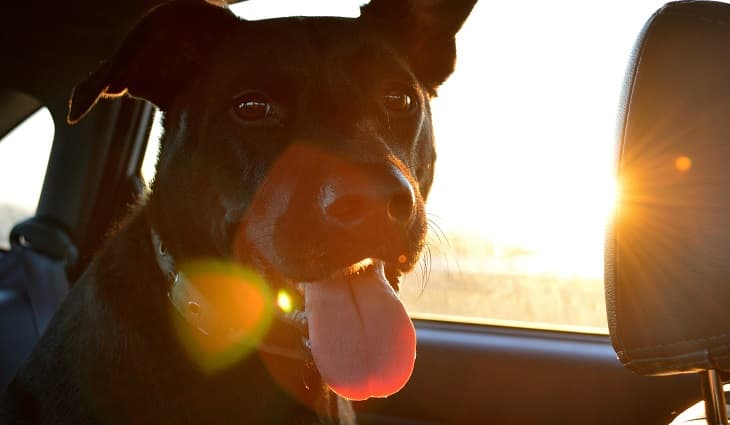 Certain Breeds Are at A Higher Risk