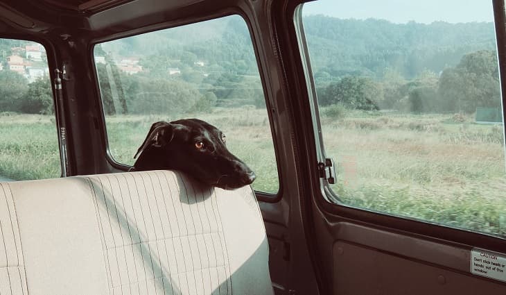 Why Should You Not Leave Your Pets in The Car During Summer